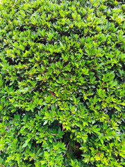 Chinese banyan, Malaysia banyan, Ficus microcarpa is tree in fig family Morace. Thick - dark green leaves with tapered tips.Indian laurel is ornamental plant grown in garden or plant to create fence
