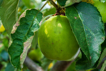 A green Apply at tree in close up view before harvest phase