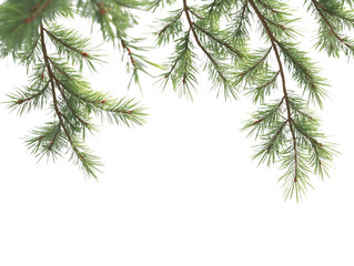 Obraz premium Pine tree branches frame the top edge of the image providing natural green border with ample copy space below on transparent background.