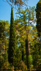Obraz premium A cypress tree against the blue sky.