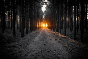 She-bear with cubs in a forest glade. White Nights. Summer. Finland.. Beautiful simple AI generated image