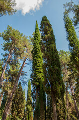 A cypress tree against the blue sky.