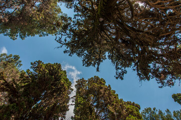 Obraz premium Sky with tree crowns. View up from ground level. Beautiful nature. Blue sky with sun and clouds.