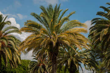 palm trees, blue sky background