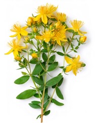 Isolated sprig of st. John's wort with yellow blooming flowers on a white background
