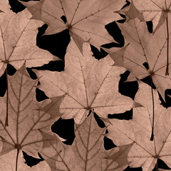 Autumn mocha mousse leaves with veins texture on black background, maple tree leaf pattern. trend autumnal design botanical layout, close up fall foliage minimal aesthetic nature top view, trend color