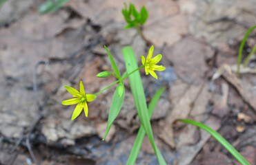 a small yellow flower in bloom on the ground in the spring forest 