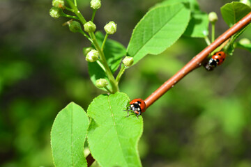 Fototapeta premium a ladybug is on a twig with green leaves and buds close up