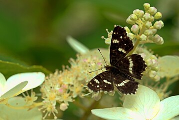 Araschnia levana butterfly on white flowers