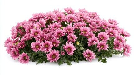 Fototapeta premium Stunning Pink Chrysanthemum Bouquet: Celebration of Nature's Beauty