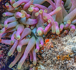 Sea anemones  with squat shrimp