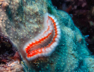 Caribbean coral garden, beareded firworm