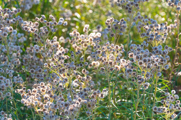 Beautiful flowers Anaphalis margaritacea. western pearly everlasting, pearly everlasting.