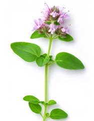 Isolated fresh oregano plant with delicate pink flowers on white background, highlighting its lush green leaves and full depth of field