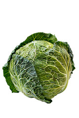 Fototapeta premium A fresh, textured head of green savoy cabbage with prominent veins is perfectly isolated on a plain transparent background for food advertising.
