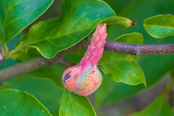 Fruit of Magnolia liliiflora. Mulan magnolia, purple magnolia, red magnolia, lily magnolia, woody-orchid