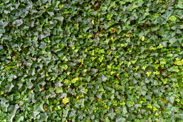 Green plant background. Hedera helix. the common ivy, European ivy