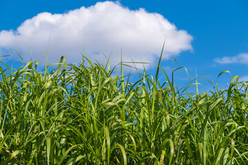 Tall green growths of the plant Miscanthus longiberbis. Small East Asian silvergrass, Small Japanese silvergrass.