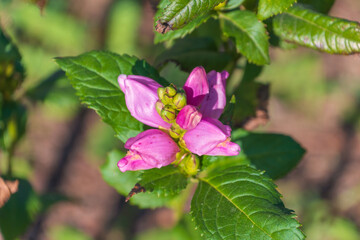 Pink flowers of Chelone obliqua. the red turtlehead, rose turtlehead, pink turtlehead.
