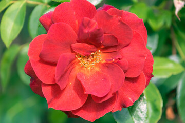 Obraz premium Beautiful red Rosa moyesii in the garden, close-up.