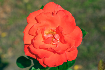 Beautiful red Rosa odorata flower in the garden, close-up.