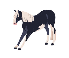 Pinto horse exercising. Stallion stretching legs in standing pose. Equine animal performing command, action. Thoroughbred, steed with patchy coat. Flat vector illustration isolated on white background
