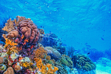 Caribbean coral garden, Roatan © John Anderson