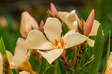 Fototapeta premium mediterranean style oleander blossom in close up view during Spring season