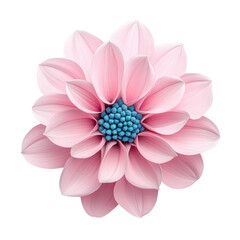 Fototapeta premium Pink dahlia flower with soft petals and vibrant blue center on transparency background