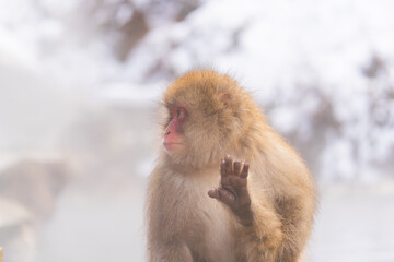 地獄谷温泉のニホンザル【長野県・地獄谷野猿公苑】