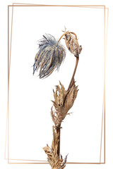 Gold frame with a dried blue thistle flower design element
