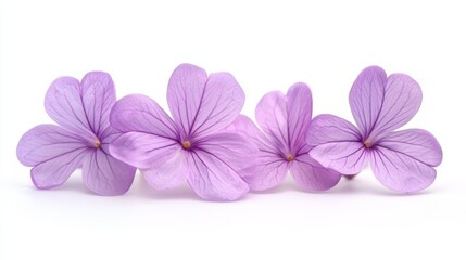 Obraz premium Delicate Purple Flowers on White Background