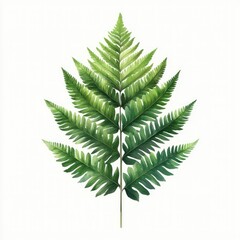 Lush green fern frond isolated on white background. (6)