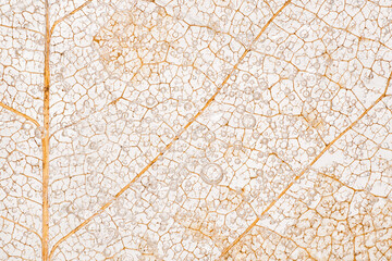 Macro of Decayed Magnolia Leaf Skeleton Encased in Ice