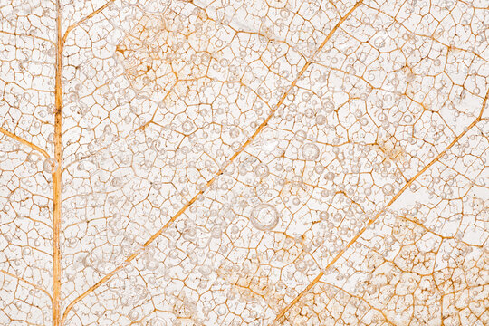 Macro of Decayed Magnolia Leaf Skeleton Encased in Ice - Powered by Adobe