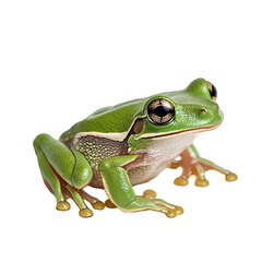 Obraz premium European tree frog isolated on white or transparent background, Hyla arborea