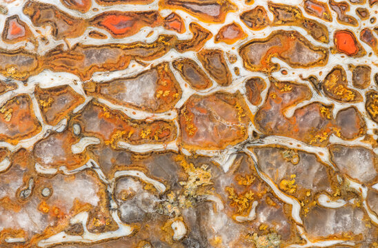 Macro Cross-Section of Dinosaur Bone Showing Cellular Structure