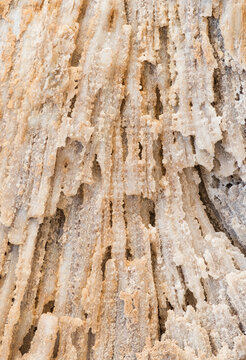 Macro View of Fossilized Coral Structure, 20 Million Years Old, Florida
