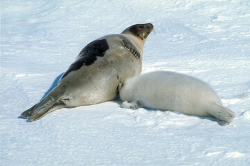 Phoque du Groenland, femelle et jeune, Pagophilus groenlandicus © JAG IMAGES