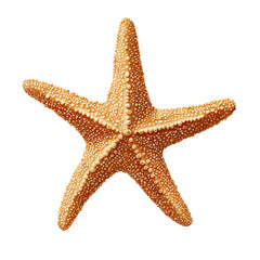 Starfish with realistic texture. Isolated on transparent background cutout