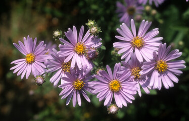 Aster, Aster amellus 'Rudolf Goethe'