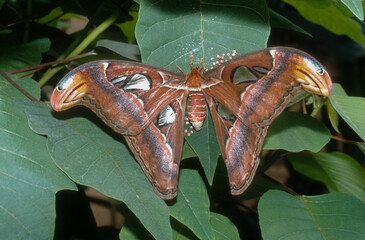 Papillon, Atlas, Attacus atlas, Inde
