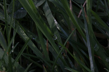 grass and water
