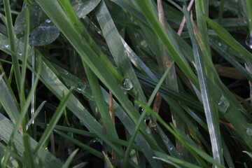 grass with dew drops