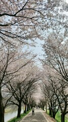 봄 여름 가을 겨울 풍경 스키장 바다 겨울 바다 벚꽃