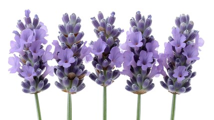Obraz premium Five Lavender Flowers Isolated on White Background