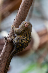 Close-up of a pygmy marmoset perched on a branch, its small size, curious face, and intricate fur pattern visible, set in a natural forest habitat.
