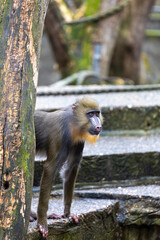 A curious mandrill stands near a tree, gazing into the distance. Its colorful face and fur are detailed, with steps and mossy surroundings in the background, creating a natural and serene scene.