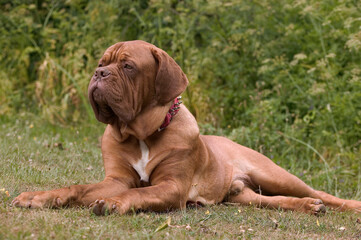 Dogue de Bordeaux