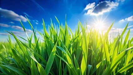 Obraz premium Vibrant Green Grass Meadow Sky Photography: Stunning Nature Images